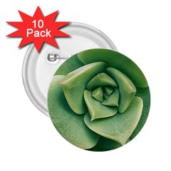 Echeveria Imbricata Closeup Photo 2 25  Buttons (10 Pack)  by dflcprintsclothing