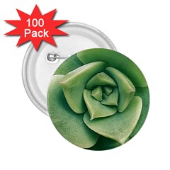 Echeveria Imbricata Closeup Photo 2 25  Buttons (100 Pack)  by dflcprintsclothing