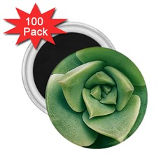 Echeveria Imbricata Closeup Photo 2 25  Magnets (100 Pack)  by dflcprintsclothing