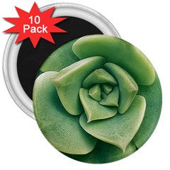 Echeveria Imbricata Closeup Photo 3  Magnets (10 Pack)  by dflcprintsclothing