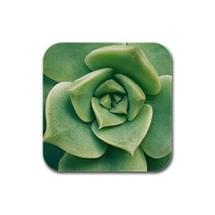 Echeveria Imbricata Closeup Photo Rubber Square Coaster (4 Pack)