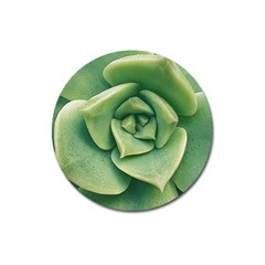 Echeveria Imbricata Closeup Photo Magnet 3  (round)