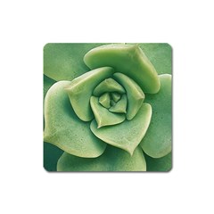 Echeveria Imbricata Closeup Photo Square Magnet by dflcprintsclothing