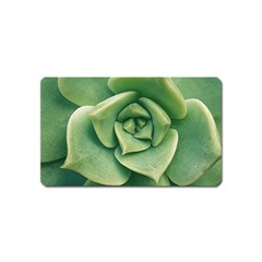 Echeveria Imbricata Closeup Photo Magnet (name Card) by dflcprintsclothing