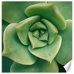 Echeveria Imbricata Closeup Photo Canvas 12  X 12  by dflcprintsclothing