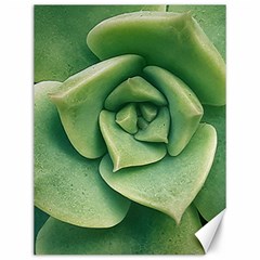 Echeveria Imbricata Closeup Photo Canvas 12  X 16 