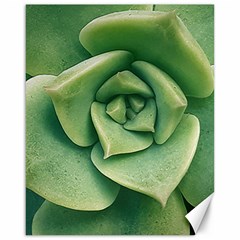 Echeveria Imbricata Closeup Photo Canvas 16  X 20  by dflcprintsclothing