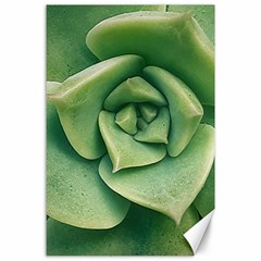 Echeveria Imbricata Closeup Photo Canvas 24  X 36  by dflcprintsclothing