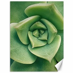 Echeveria Imbricata Closeup Photo Canvas 36  X 48  by dflcprintsclothing