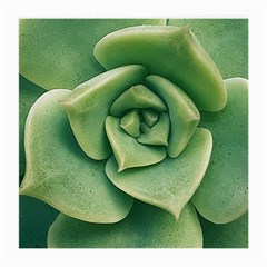 Echeveria Imbricata Closeup Photo Medium Glasses Cloth (2 Sides)