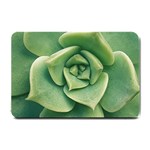 Echeveria Imbricata Closeup Photo Small Doormat  24 x16  Door Mat