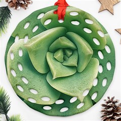 Echeveria Imbricata Closeup Photo Ornament (round Filigree) by dflcprintsclothing