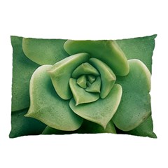 Echeveria Imbricata Closeup Photo Pillow Case (two Sides) by dflcprintsclothing