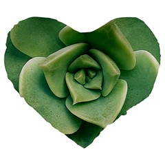 Echeveria Imbricata Closeup Photo Large 19  Premium Flano Heart Shape Cushions by dflcprintsclothing