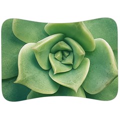 Echeveria Imbricata Closeup Photo Velour Seat Head Rest Cushion by dflcprintsclothing