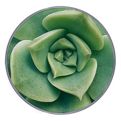 Echeveria Imbricata Closeup Photo Wireless Charger by dflcprintsclothing