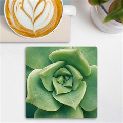 Echeveria Imbricata Closeup Photo Uv Print Square Tile Coaster  by dflcprintsclothing