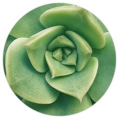 Echeveria Imbricata Closeup Photo Round Trivet by dflcprintsclothing