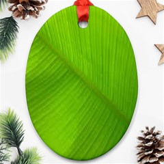 Banana Leaf Ornament (oval) by artworkshop