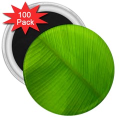 Banana Leaf 3  Magnets (100 Pack) by artworkshop