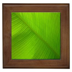 Banana Leaf Framed Tile by artworkshop