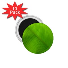 Banana Leaf 1 75  Magnets (10 Pack)  by artworkshop