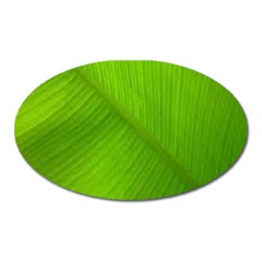 Banana Leaf Oval Magnet by artworkshop