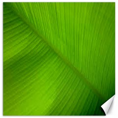 Banana Leaf Canvas 20  X 20  by artworkshop