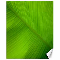 Banana Leaf Canvas 11  X 14  by artworkshop