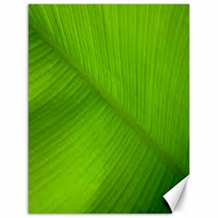 Banana Leaf Canvas 18  X 24  by artworkshop