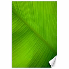 Banana Leaf Canvas 20  X 30  by artworkshop