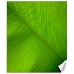 Banana Leaf Canvas 20  X 24  by artworkshop