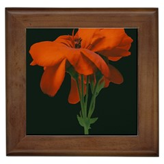 Red Geranium Over Black Background Framed Tile by dflcprintsclothing