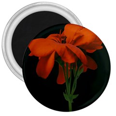 Red Geranium Over Black Background 3  Magnets by dflcprintsclothing