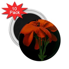 Red Geranium Over Black Background 2 25  Magnets (10 Pack)  by dflcprintsclothing