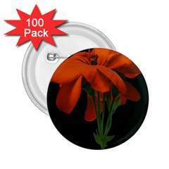 Red Geranium Over Black Background 2 25  Buttons (100 Pack)  by dflcprintsclothing