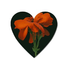 Red Geranium Over Black Background Heart Magnet by dflcprintsclothing