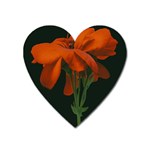 Red Geranium Over Black Background Heart Magnet Front