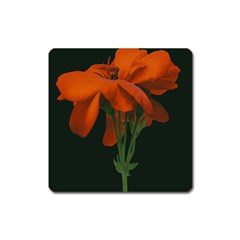 Red Geranium Over Black Background Square Magnet by dflcprintsclothing