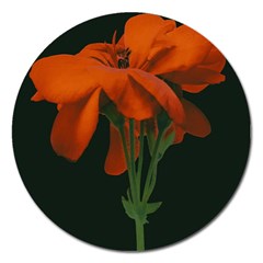 Red Geranium Over Black Background Magnet 5  (round) by dflcprintsclothing