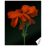 Red Geranium Over Black Background Canvas 16  x 20  15.75 x19.29  Canvas - 1