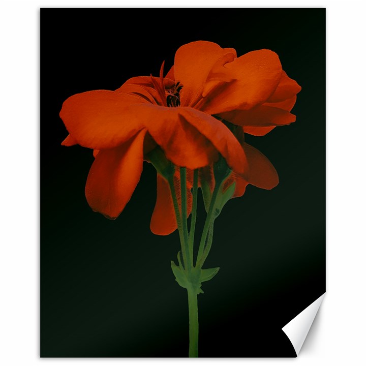 Red Geranium Over Black Background Canvas 16  x 20 