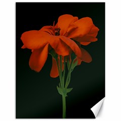 Red Geranium Over Black Background Canvas 18  X 24 