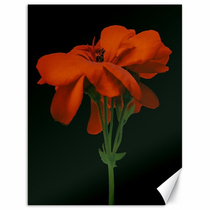 Red Geranium Over Black Background Canvas 18  x 24 