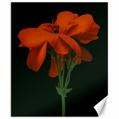 Red Geranium Over Black Background Canvas 20  X 24  by dflcprintsclothing