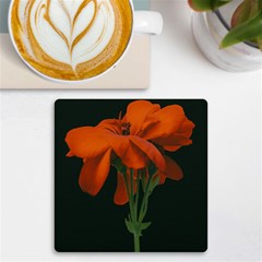 Red Geranium Over Black Background Uv Print Square Tile Coaster 