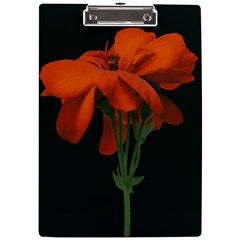 Red Geranium Over Black Background A4 Clipboard by dflcprintsclothing