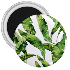 Sheets Tropical Plant Palm Summer Exotic 3  Magnets by artworkshop