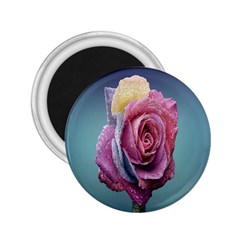 Rose Flower Love Romance Beautiful 2 25  Magnets by artworkshop