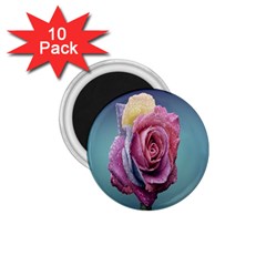 Rose Flower Love Romance Beautiful 1 75  Magnets (10 Pack)  by artworkshop